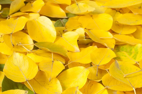 黄色落叶关闭 秋天的生动象征 — 图库照片