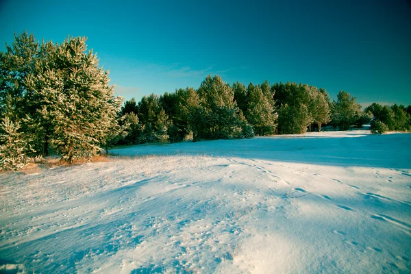 Zimowego Krajobrazu Lasy Pokryte Śniegiem Zaspy Bezchmurne Niebo — Zdjęcie stockowe