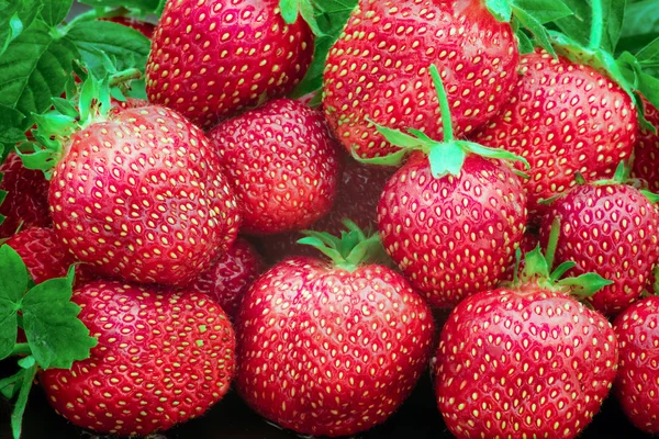 신선한 딸기의 많은의 — 스톡 사진