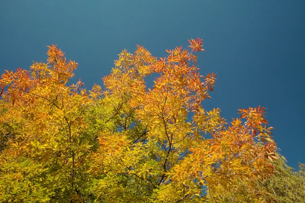 Hösten Färgad Lönn Sköt Mot Himlen Bilderna Tagna Med Ett — Stockfoto