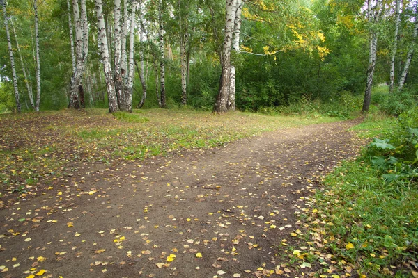 Path Autumn Forest Birches Natural Background Any Purpose — Stock Photo, Image