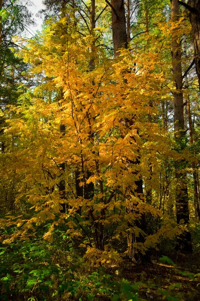 Yellow autumn rowan — Stock Photo, Image