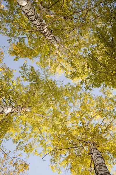 Tops of autumn birch — Stock Photo, Image