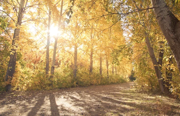 Autumn Landscape Park Walkway Tall Poplars — Stock Photo, Image