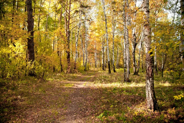 Autumn wood — Stock Photo, Image