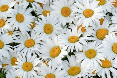 Many daisies closeup, side lighting to show the delicate texture of flowers clipart