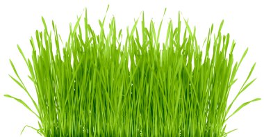 Grass isolated on a white background. Studio shooting clipart