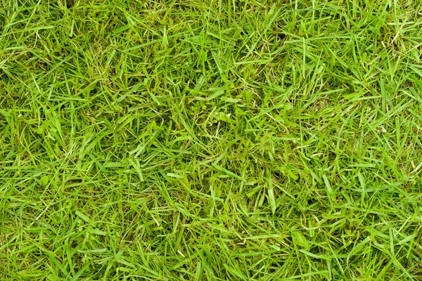 Texture Grass Image Fragment Real Lawn Trimming — Stock Photo, Image