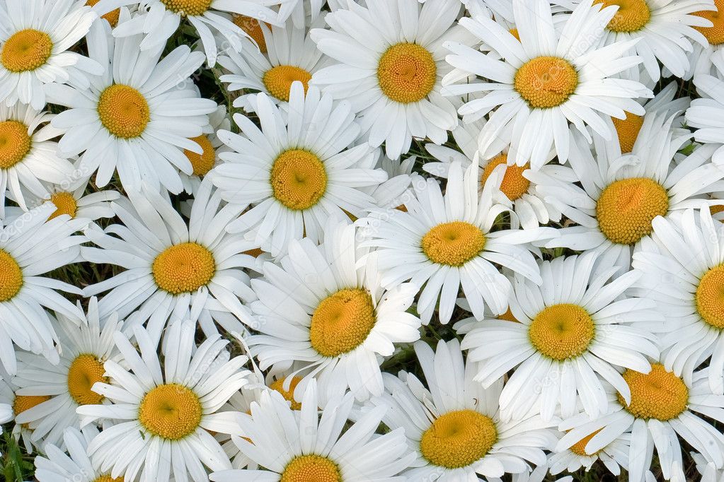 Many daisies closeup, side lighting to show the delicate texture of flowers