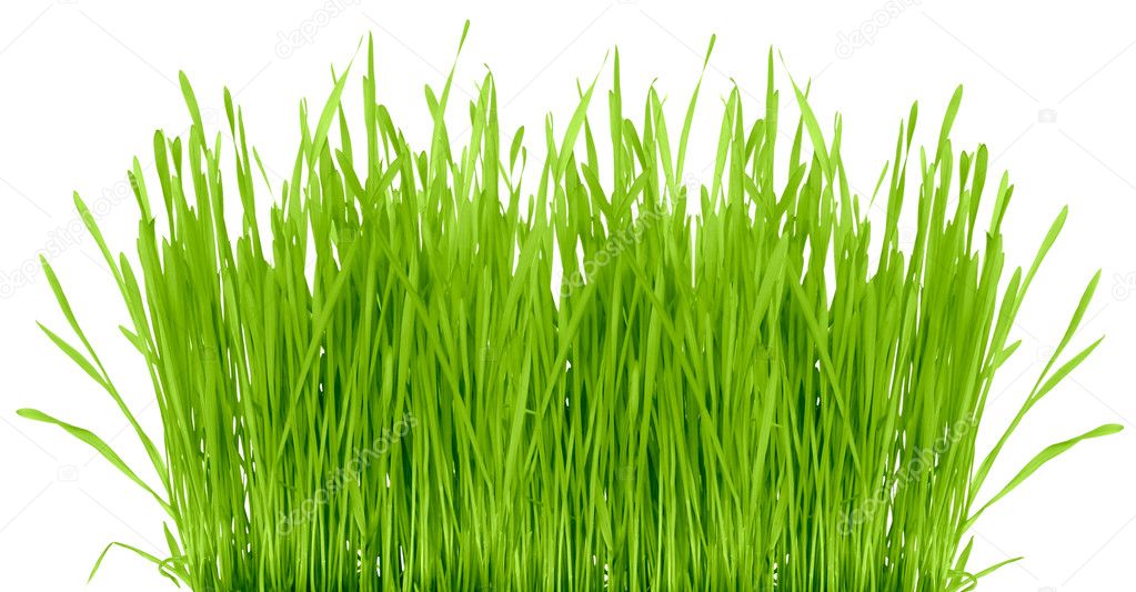 Grass isolated on a white background. Studio shooting