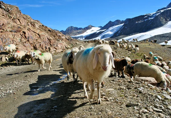 Pecore in montagna — Foto Stock