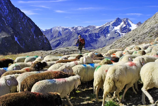 Вівці в горах — стокове фото