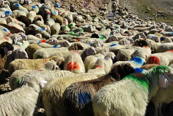 Moutons dans les montagnes — Photo