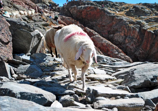 群山中的羊 — 图库照片