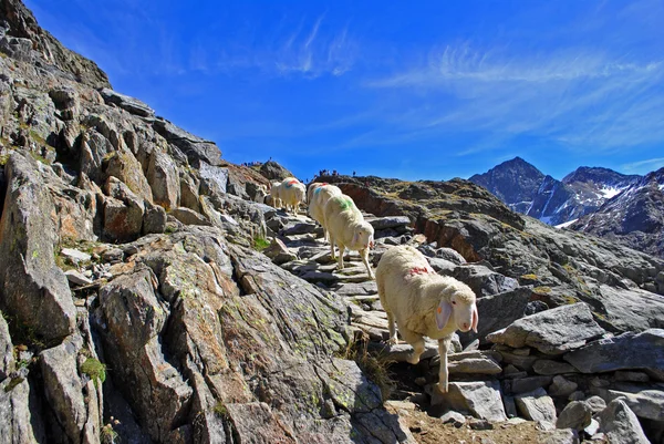 山の中の羊 — ストック写真
