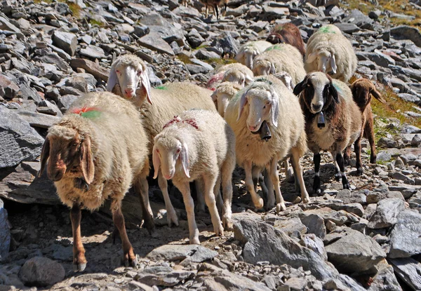 Migration av får — Stockfoto