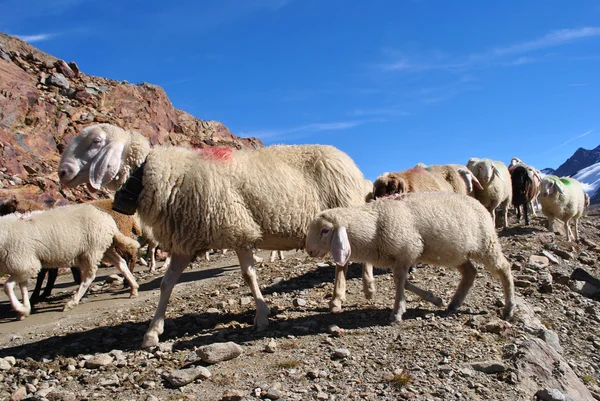 Вівці в горах — стокове фото