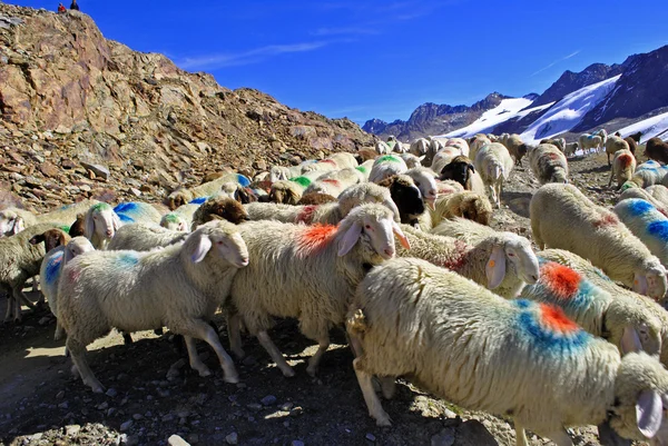 मेंढ्यांचे स्थलांतर — स्टॉक फोटो, इमेज