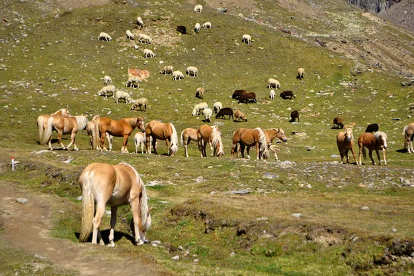 Konie i owce — Zdjęcie stockowe