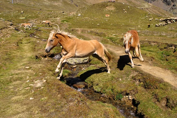 Pâturage des chevaux — Photo
