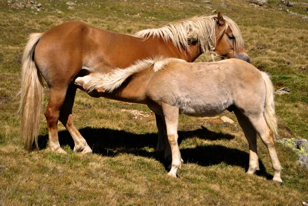 Pâturage des chevaux — Photo