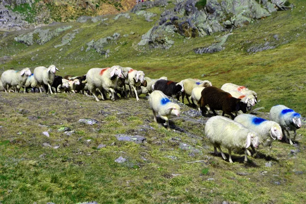 Pasaje de las ovejas — Foto de Stock