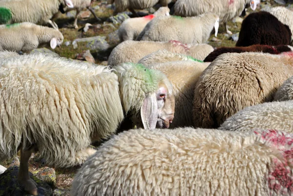 Passage van schapen — Stockfoto