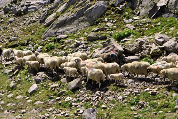 羊の通路 — ストック写真