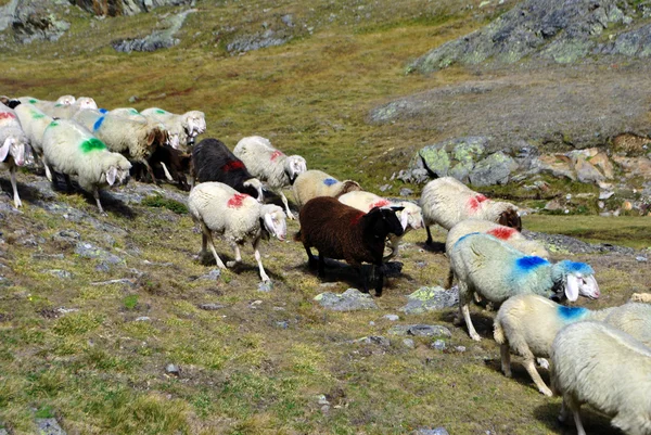 Przejście owiec — Zdjęcie stockowe