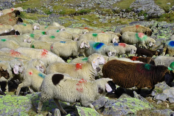 Passage of sheep — Stock Photo, Image