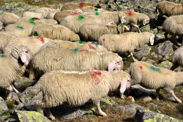 Passage of sheep — Stock Photo, Image