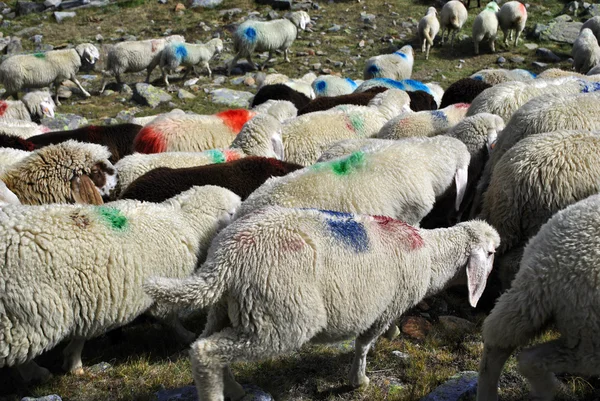 Sheep procession — Stock Photo, Image