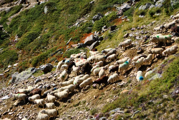 Шествие овец — стоковое фото