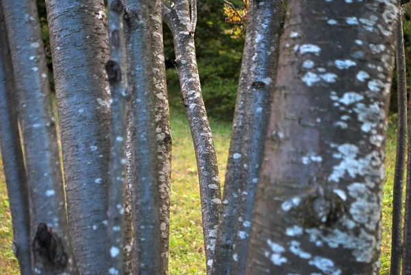 Branches d'arbres — Photo