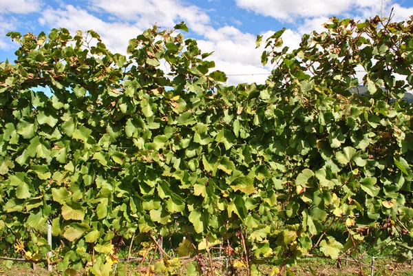 Виноград Мерло — стоковое фото
