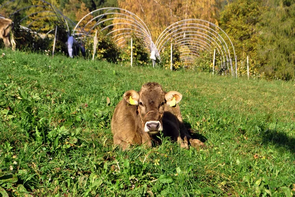 Vacas pastando — Foto de Stock