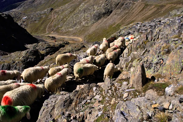 Migrația oilor — Fotografie, imagine de stoc