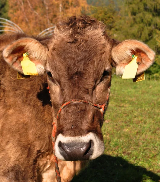 Krávy na pastvě — Stock fotografie