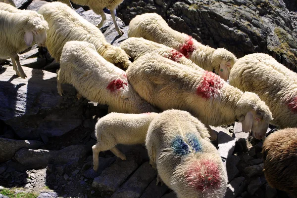 迁移的羊 — 图库照片