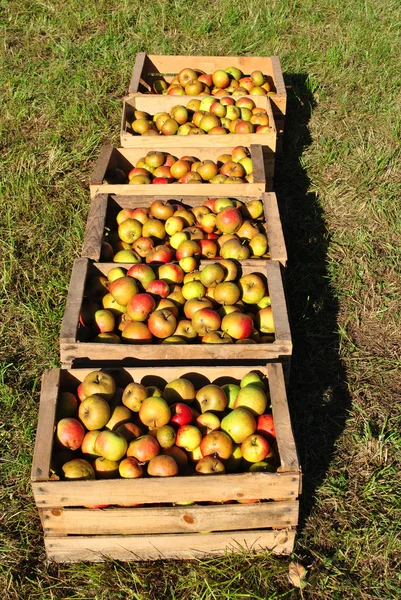 Boxen für Äpfel — Stockfoto