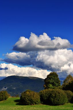 Karaçam ve çam ağaçları