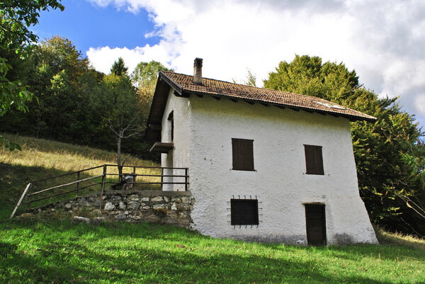 Сосна и лиственница
