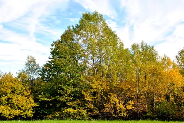Drzewa jesienią — Zdjęcie stockowe