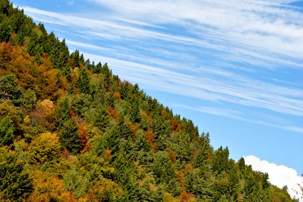Trees in autumn — Stock Photo, Image