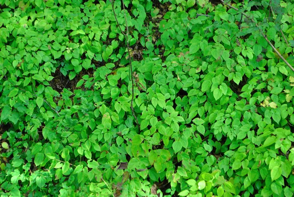 숲에 있는 식물 — 스톡 사진
