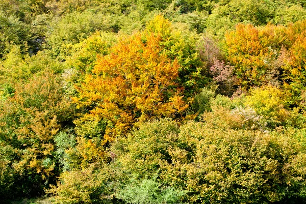 Bomen in de herfst — Stockfoto