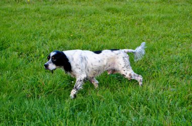 Setter dog clipart