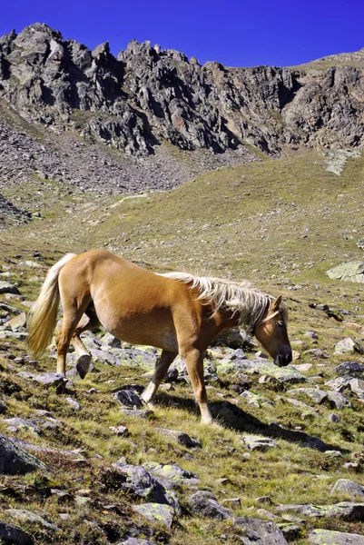 Paarden grasland — Stockfoto