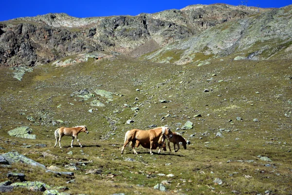 Pastwisko koni — Zdjęcie stockowe