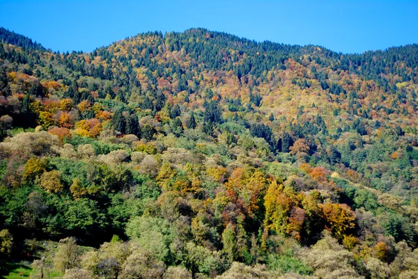 Árboles en otoño —  Fotos de Stock